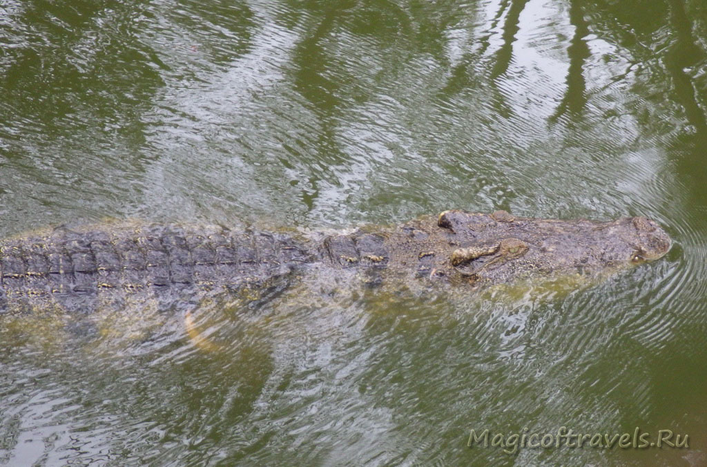 crocodile03